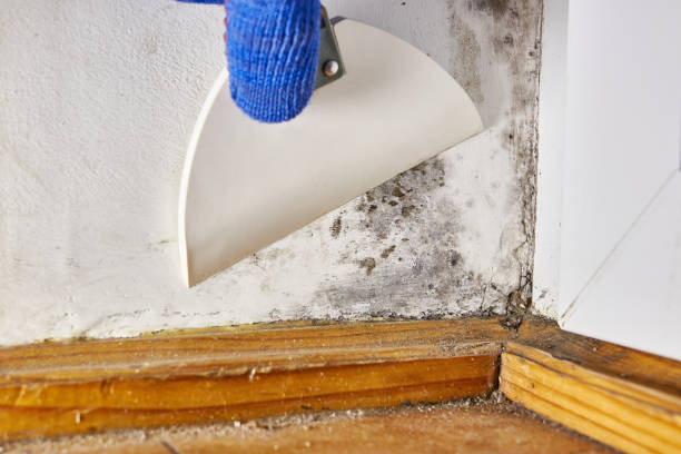 Best Mold Documentation for Insurance Claims  in Nemacolin, PA